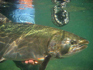 Coho Salmon Being Released
